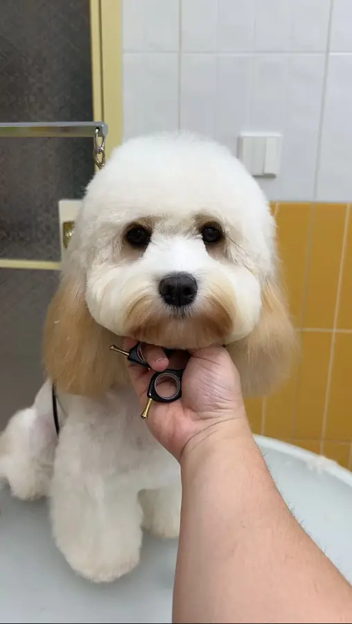 刚刚修剪完毛发的小狗