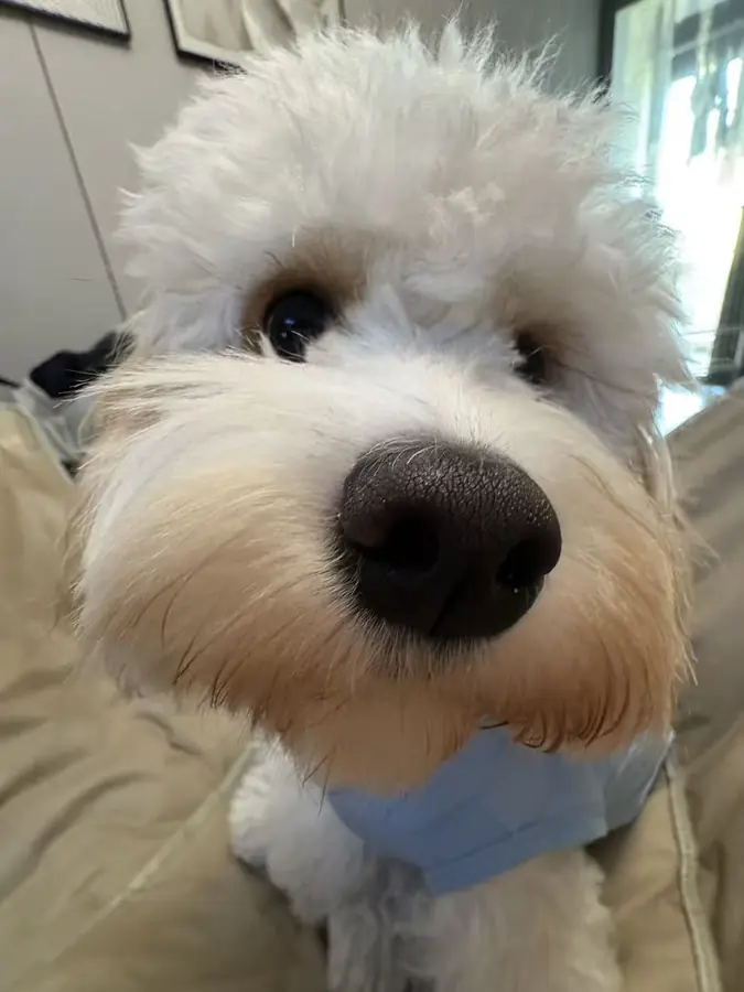 小狗凑近镜头的可爱特写